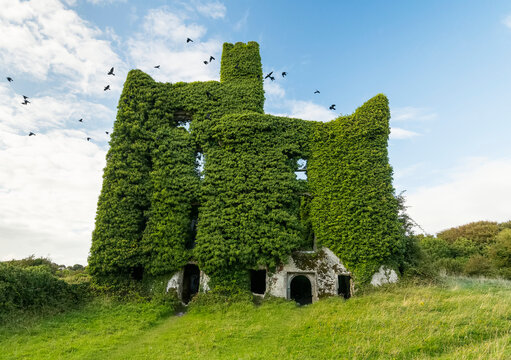 Birds take flight form the ivy covered ruins of Menlo Castle situated on the bank of the River Corrib; Menlo, County Galway, Ireland