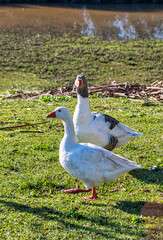 Vertical Image Of Two Ducks By The River.