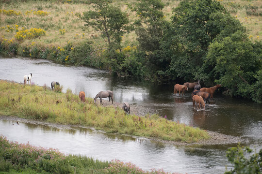Herd of horses (Equus ferus caballus) grazing and wading along the shore of River Slaney near Enniscorthy; County Wexford, Ireland