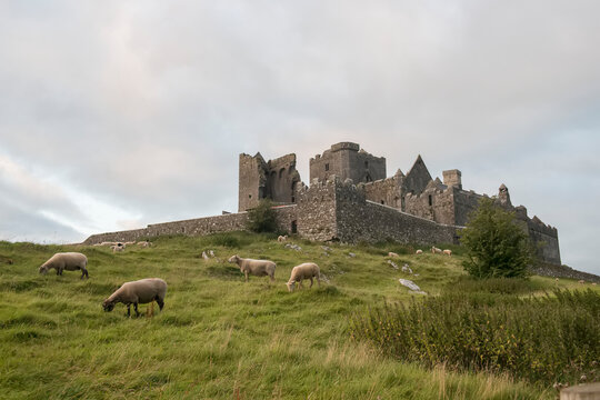 Sheep (Ovis aries) grazing in a field below the ancient Rock of Cashel; Cashel, County Tipperary, Ireland