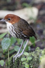 Grallaria Ruficapilla. Un pájaro difícil de ver. Terrestre muy hermosa y difícil de observar. Se encuentra en Caldas, Colombia.