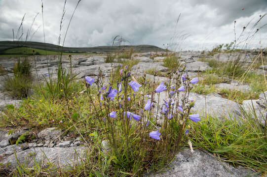 The barren lunar landscape of limestone found in the Burren National Park, County Clare, Ireland