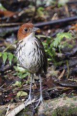 Grallaria Ruficapilla. Un pájaro difícil de ver. Terrestre muy hermosa y difícil de observar. Se encuentra en Caldas, Colombia.
