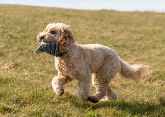 Cockapoo dog runs across a grass field with stolen glove; South Shields, Tyne and Wear, England