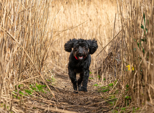 Black cockapoo dog running down a path with ears flapping in the air; South Shields, Tyne and Wear, England
