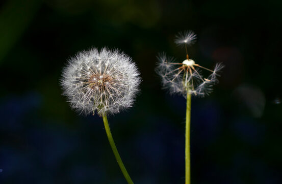 Dandelion seedheads against a dark background; South Shields, Tyne and Wear, England