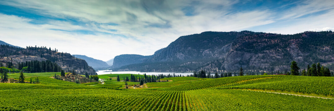 Vineyard and Cascade Mountains at dusk, Okanagan Valley; British Columbia, Canada