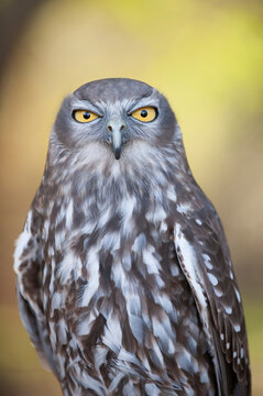 Close-up portrait of a Barking owl (Ninox connivens) photographed at a zoo in Australia; Brisbane, Australia