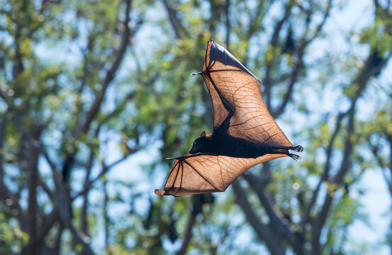 A Black flying fox (Pteropus alecto)  in flight over the Ord River in Western Australia; Western Australia, Australia