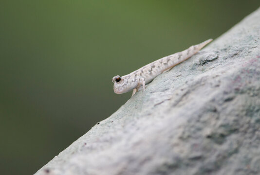 A Mudskipper rests on a rock in a mangrove forest along the Hunter River of Western Australia; Western Australia, Australia