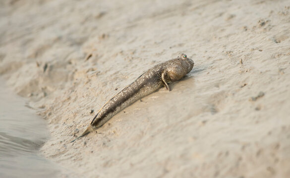 A Mudskipper rests in the mud along the banks of the Hunter River of Western Australia; Western Australia, Australia