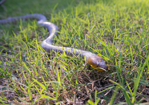 A Ramsay's python (Aspidites ramsayi) slithers across the grass; Brisbane, Australia
