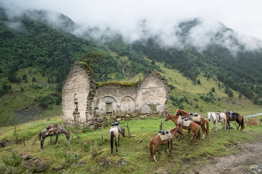 Packhorses waiting next to the ruins of the Old Church in Dartlo on the outskirts of the mountainside village in Tusheti National Park; Dartlo, Kakheti, Georgia