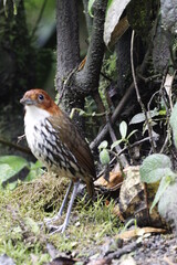 Grallaria Ruficapilla. Un p&aacute;jaro dif&iacute;cil de ver. Terrestre muy hermosa y dif&iacute;cil de observar. Se encuentra en Caldas, Colombia.