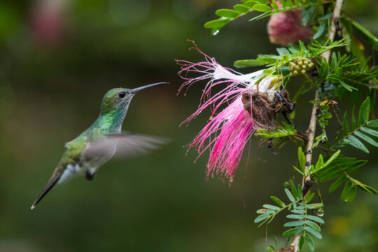 A Charming hummingbird (Amazilia decora) feeds on a pink and white flowering Calliandra tree; Puntarenas, Costa Rica