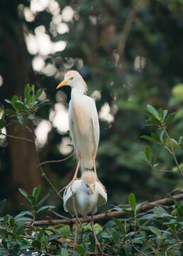 A Cattle egret (Bubulcus ibis) stands on the back of another egret at a rookery; Puntarenas, Costa Rica