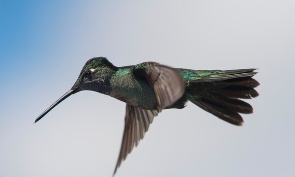 A Magnificent hummingbird (Eugenes fulgens) in flight; Costa Rica