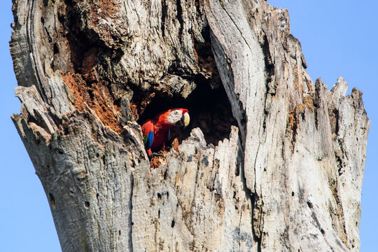 A juvenile Scarlet macaw (Ara macao) looks out from it's nest in a tree cavity; Puntarenas, Costa Rica