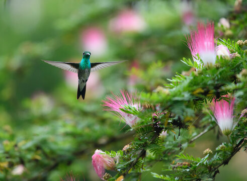 A Charming hummingbird (Amazilia decora) feeds on a pink and white flowering Calliandra tree; Puntarenas, Costa Rica