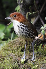 Grallaria Ruficapilla. Un pájaro difícil de ver. Terrestre muy hermosa y difícil de observar. Se encuentra en Caldas, Colombia.