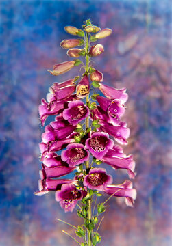 Foxglove (Scrophulariaceae), 'The Shirley' Digitalis Purpurea in New York Botanical Garden; Bronx, New York, United States of America