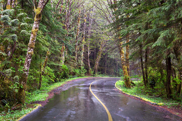 A wet road lined with a lush forest near Tofino on Vancouver Island; British Columbia, Canada