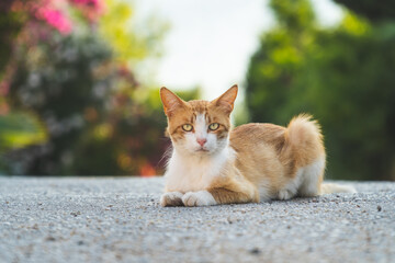 a stray cat sitting on asphalt outdoors