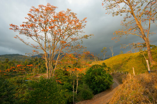 Sunset over blooming Erythrina poeppigiana trees in the mountains of Perez Zeledon, Costs Rica