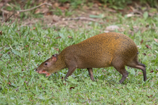 A Central American agouti (Dasyprocta punctata) forages for food; Monteverde, Costa Rica