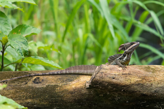 A Common basilisk (Basiliscus basiliscus) rests on a fallen tree trunk; Puntarenas, Costa Rica