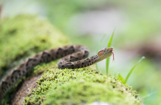 A juvenile Fer-de-lance (Bothrops asper) slithers along the forest floor in Corcovado National Park; Puntarenas, Costa Rica