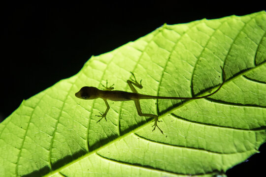 An endemic Golfo Dulce anole (Norops polylepis) walks on a large plant leaf at night; Puntarenas, Costa Rica