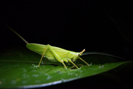 A bush cricket or Long-horned grasshopper (Tettigoniidae) clings to a tropical plant at night; Puntarenas, Costa Rica