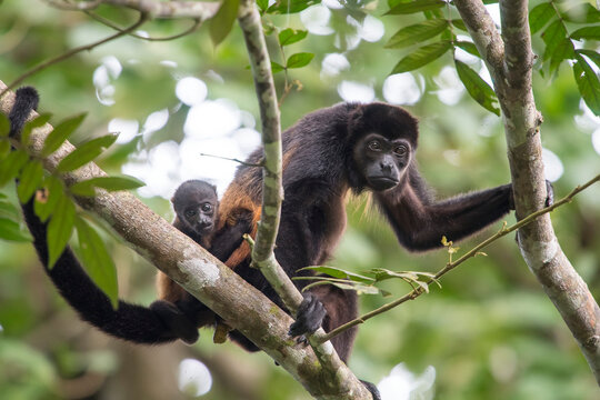 An infant Mantled howler monkey (Alouatta palliata) and it's mother in a tree in a rainforest in the Osa Peninsula of Costa Rica; Puntarenas, Costa Rica