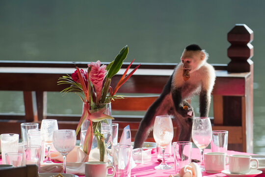 A white-faced capuchin monkey (Cebus capucinus) steals human food from a table at a resort in Tortuguero; Puntarenas, Costa Rica