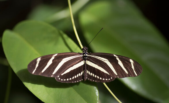 Zebra longwing (Heliconius charithonia) butterfly rests on a tropical plant; Costa Rica