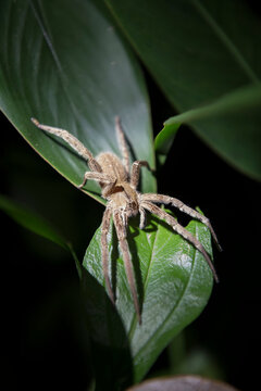 A Wolf spider (Lycosidae) rests in wait for it's prey on a large leaf at nighttime; Puntarenas, Costa Rica