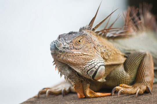 Portrait of a Green iguana (Iguana iguana); Tortuguero, Costa Rica