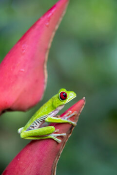 A Red-eyed treefrog (Agalychnis callidryas) climbs up a heliconia flower in the rainforest of Costa Rica; Puntarenas, Costa Rica
