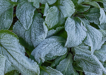 Leaves of foxglove plant covered in ice
