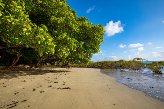 Daintree Rainforest meets Coral Sea at Pacific Coast, Queensland, Eastern Kuku Yalanji, Australia