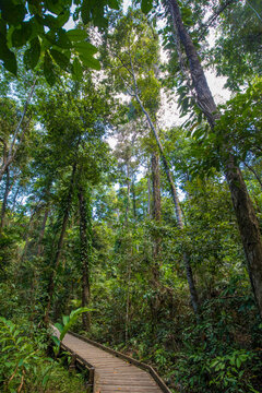 Wooden decking boardwalk through the Daintree Rainforest of Queensland, Eastern Kuku Yalani, Australia; Daintree, Queensland, Australia