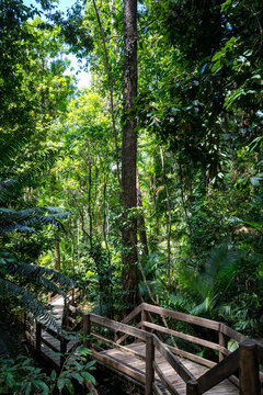 Wooden decking boardwalk through the Daintree Rainforest of Queensland, Eastern Kuku Yalani, Australia; Cow Bay, Queensland, Australia