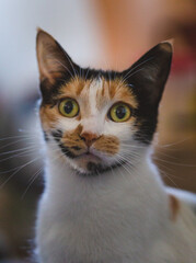 close up of a calico cat face looking at the camera indoors