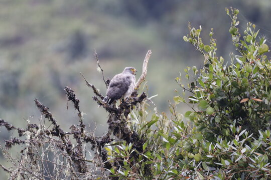 Rupornis Magnirostris. Su nombre com&uacute;n " Gavilan Pollero" Hermosa ave de rapi&ntilde;a.