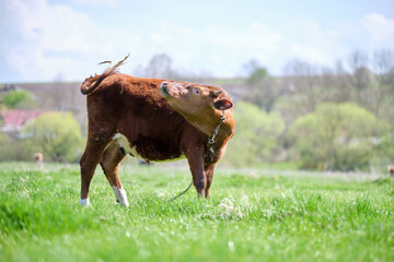 Milk cow tired of flies while grazing on green farm pasture on summer day. Parasites cause...