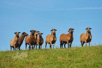 Cameroon Dwarf sheep (Ovis aries) standing in a row on a grassy meadow; Bavaria, Germany