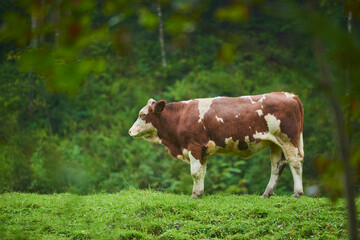 Cattle (Bos taurus) standing on a meadow; Bavaria, Germany