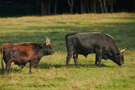 Aurochs or Urus (Bos primigenius) bull and cow on a field, captive, Bavarian Forest National Park; Bavaria, Germany