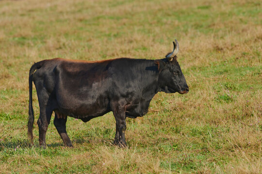 Aurochs or Urus (Bos primigenius) bull on a field, captive, Bavarian Forest National Park; Bavaria, Germany